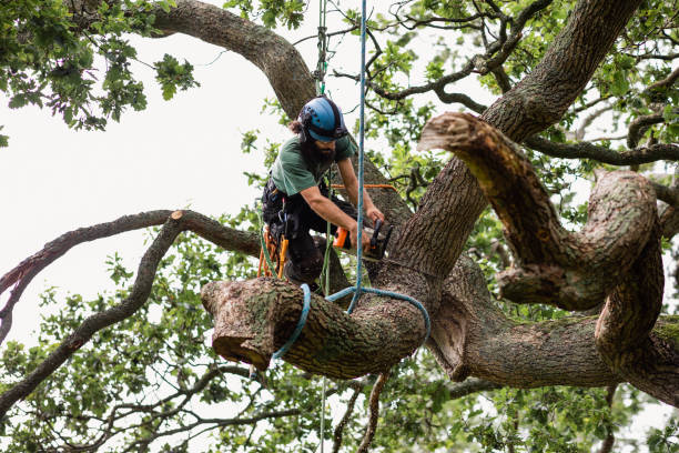 Best Tree Mulching  in Northwest Harbor, NY